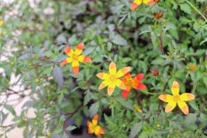 Costa Farms' Season Premier 2015