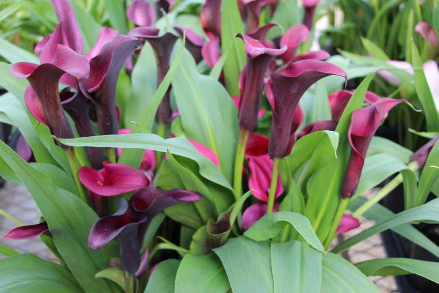 Costa Farms' Season Premier 2015