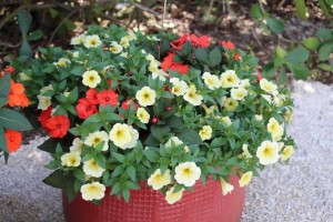 Costa Farms' Season Premier 2015