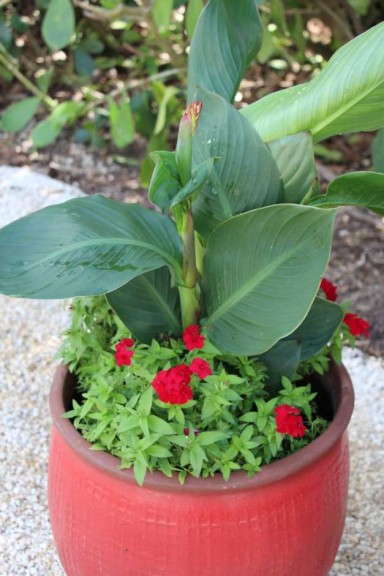 Costa Farms' Season Premier 2015