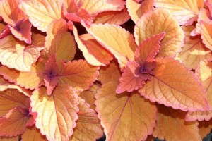 Costa Farms' Season Premier 2015