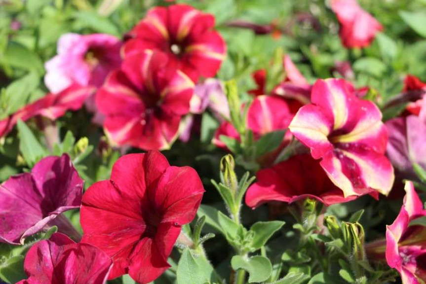 Costa Farms' Season Premier 2015