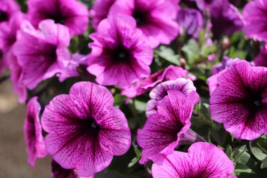 Costa Farms' Season Premier 2015