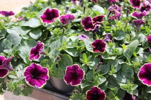 Costa Farms' Season Premier 2015