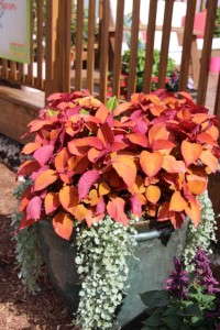 Costa Farms' Season Premier 2015