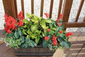 Costa Farms' Season Premier 2015