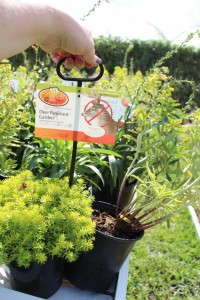 Costa Farms' Season Premier 2015