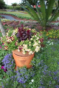 Costa Farms' Season Premier 2015