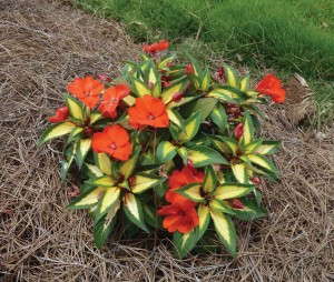 Impatiens 'SunPatiens Spreading Tropical Orange' (Sakata)