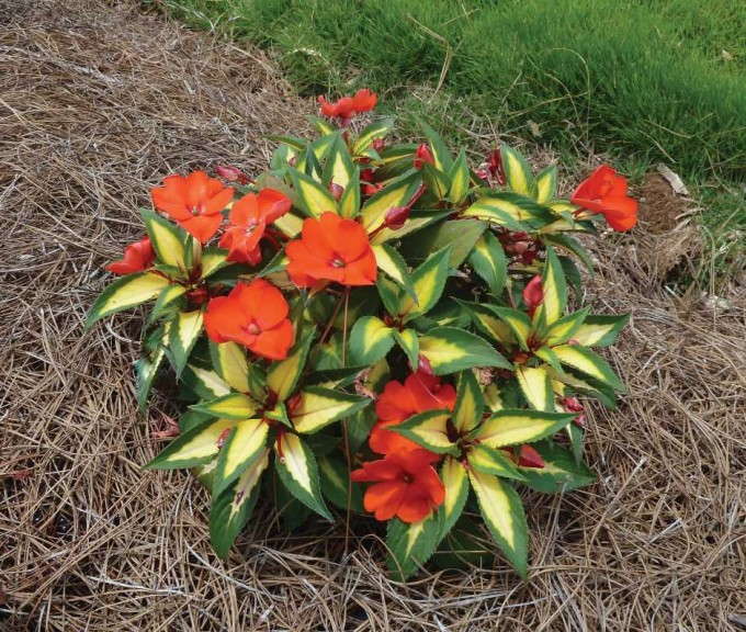 Impatiens 'SunPatiens Spreading Tropical Orange' (Sakata)