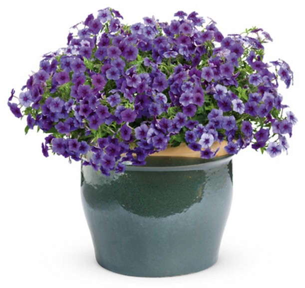 Intensia® Blueberry Phlox