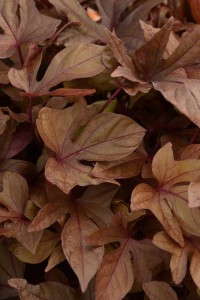 Ipomoea SolarPower Series (BallFloraPlant)