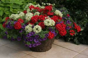 Kwik Kombos Spring Picnic (Syngenta Flowers)