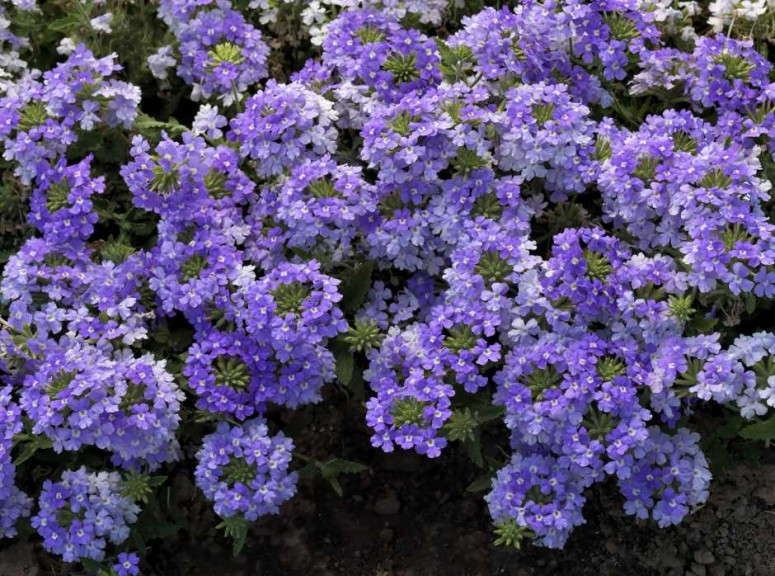 Verbena 'Lanai BlueEyes' (Syngenta Flowers)
