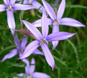 Laurentia 'Starry Night' (Hort Couture)