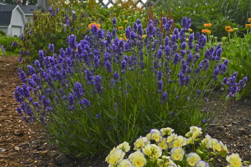 Sweet Romance™ Lavandula