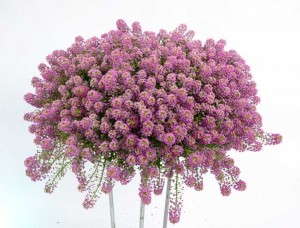 Lobularia 'Raspberry Stream' (Danziger)