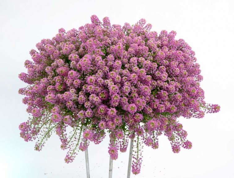 Lobularia 'Raspberry Stream' (Danziger)