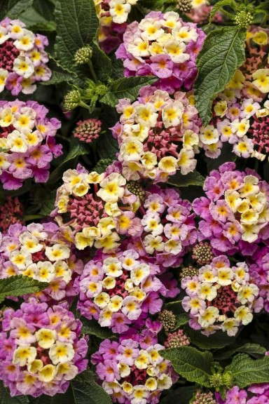 Lantana 'Luscious Pinkberry Blend' (Proven Winners)