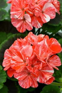 Geranium Glitter Series (Westflowers)