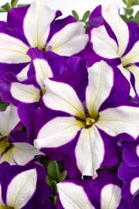 Petunia 'Crazytunia Lucky Lilac' (Westflowers)