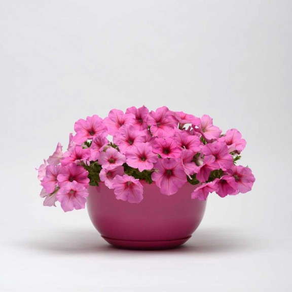 Petunia 'Easy Wave Pink Passion' (PanAmerican Seed)