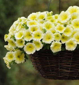Petunia 'Easy Wave Yellow' (PanAmerican Seed)