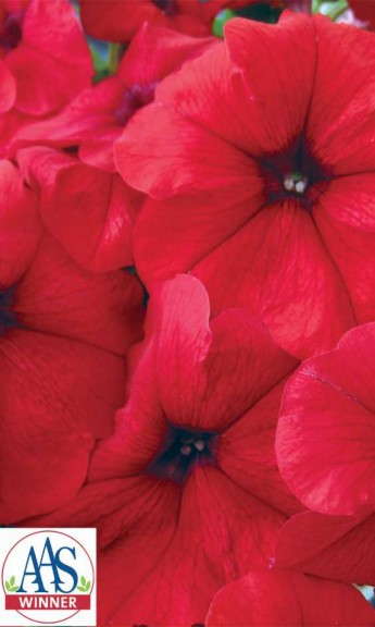 Petunia 'Trilogy Red' (American Takii)