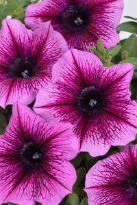 Petunia 'Perfectunia Curacao' (Westflowers)