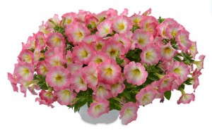 Petunia 'Pink Halo Ray' (Danziger)