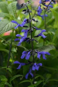 Salvia 'Black & Bloom' (Ball FloraPlant)