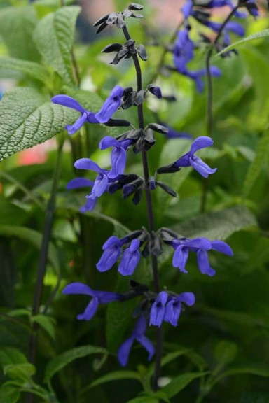 Salvia 'Black & Bloom' (Ball FloraPlant)