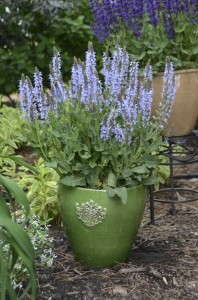 Color Spires® ‘Crystal Blue’ Salvia