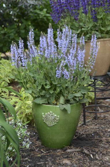 Color Spires® ‘Crystal Blue’ Salvia
