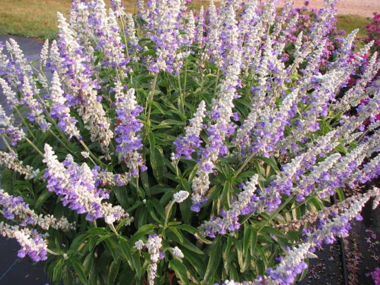 Salvia 'Mannequin Snow Mountain' (Hort Couture)