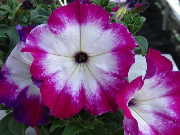 Petunia 'Sanguna Patio Radiant Rose' (Syngenta Flowers)