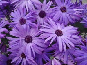 Pericallis 'Senetti Sparkle Lavender' (Suntory Flowers)
