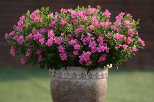Catharanthus 'Soiree Double' (Suntory Flowers)