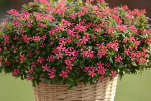 Catharanthus Soiree Kawaii Series (Suntory Flowers)