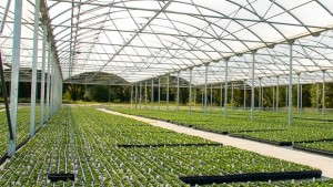 Stuppy Greenhouse Manufacturing Says Every Customer’s Greenhouse Should Be Unique