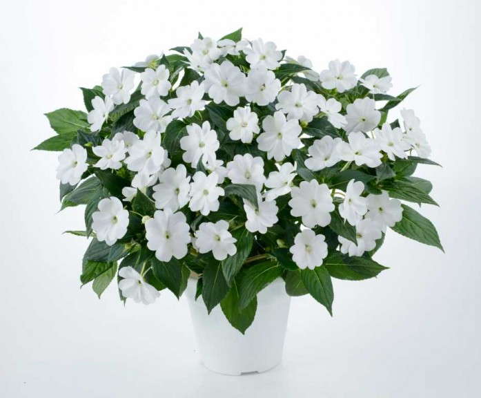 New Guinea Impatiens 'Sun Harmony White' (Danziger)