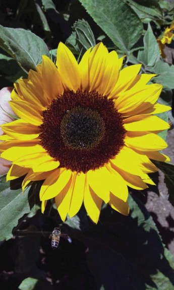 Sunflower 'Sunrich Orange DMR' (American Takii)
