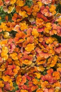 Nemesia 'Sunsatia Blood Orange' (Proven Winners)