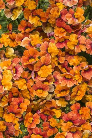 Nemesia 'Sunsatia Blood Orange' (Proven Winners)
