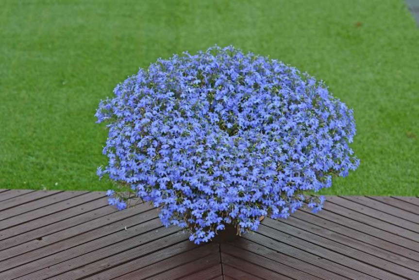 Lobelia 'Suntory Trailing Sky Blue' (Suntory Flowers)