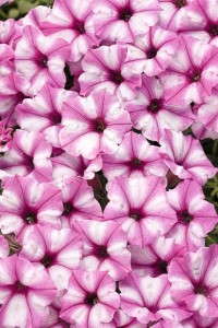 Petunia 'Supertunia Pink Star Charm' (Proven Winners)
