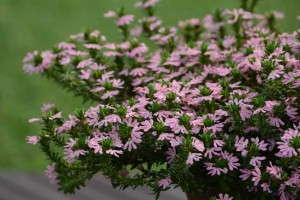 Scaevola 'Surdiva Pink' (Suntory Flowers)