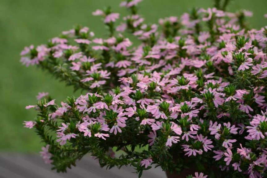 Scaevola 'Surdiva Pink' (Suntory Flowers)
