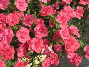 Petunia 'Surfinia Summer Double Salmon' (Suntory Flowers)