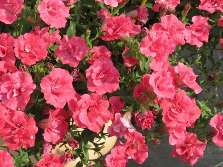 Petunia 'Surfinia Summer Double Salmon' (Suntory Flowers)